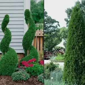 Emerald Green Arborvitae Trees - 25 Pack - 2.5
