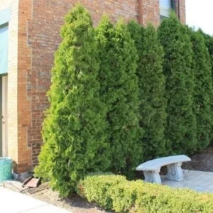 Emerald Green Arborvitae Trees - 25 Pack - 2.5" Pot - Evergreen Privacy