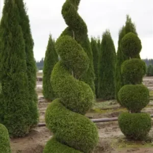Emerald Green Arborvitae Trees - 25 Pack - 2.5