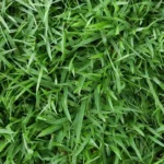 Emerald Zoysia Grass Seeds - 5000 Seeds - Premium Lawn Turf - Drought & Heat Tolerant