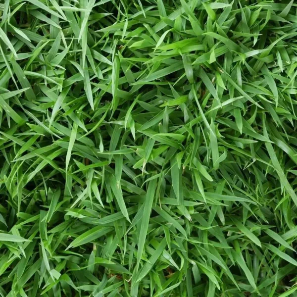 Emerald Zoysia Grass Seeds - 5000 Seeds - Premium Lawn Turf - Drought & Heat Tolerant