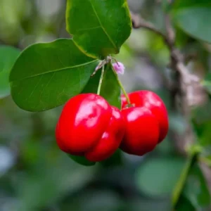 Sweet Barbados Cherry Tree - Live Plant - 2 Feet Tall - 1 Gallon Pot - Home Garden - Not Ship CA