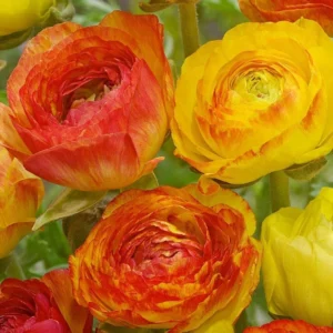 Ranunculus Aviv Picotee Orange Flower Plant - Buy 4 Get 1 Free