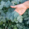 Eucalyptus Silver Dollar Plant - 1 to 2 Feet Tall - 6 inch Pot - Ornamental Tree