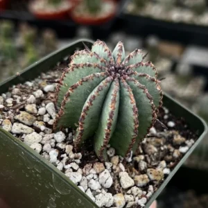 Euphorbia Horrida Boiss Plant - Rare Cactus Succulent - 3'' Pot - Live Plant
