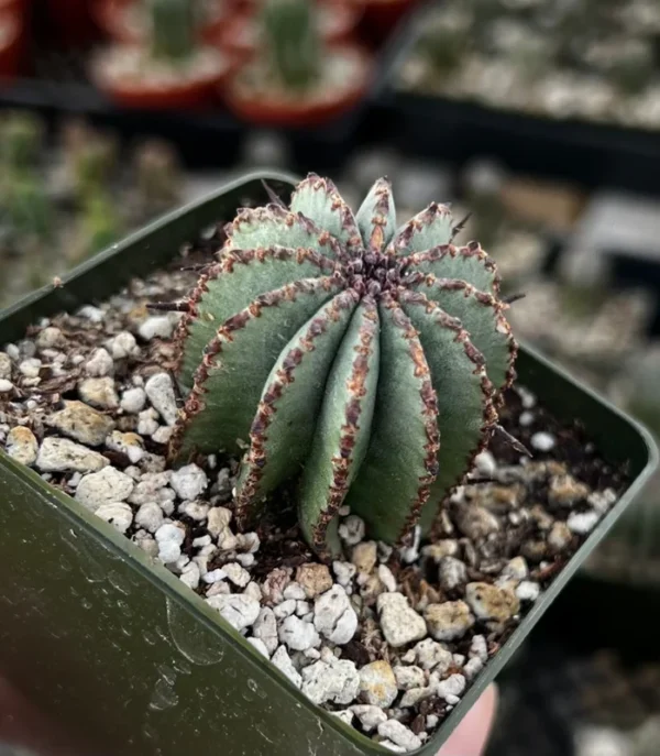Euphorbia Horrida Boiss Plant - Rare Cactus Succulent - 3'' Pot - Live Plant