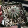 Euphorbia Horrida Boiss Plant - Rare Cactus Succulent - 3'' Pot - Live Plant