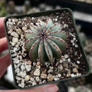 Euphorbia Horrida Boiss Plant - Rare Cactus Succulent - 3'' Pot - Live Plant