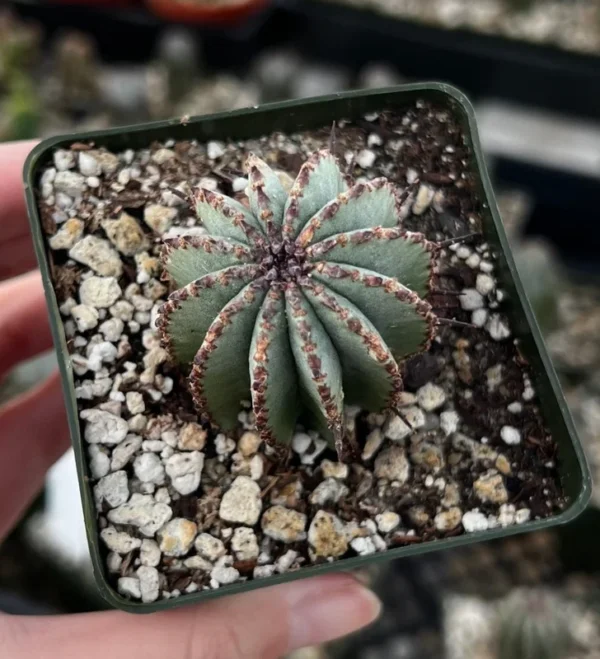 Euphorbia Horrida Boiss Plant - Rare Cactus Succulent - 3'' Pot - Live Plant