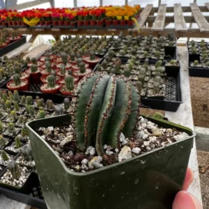 Euphorbia Horrida Boiss Plant - Rare Cactus Succulent - 3'' Pot - Live Plant