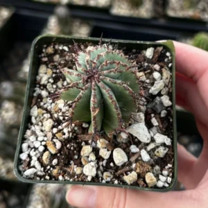 Euphorbia Horrida Boiss Plant - Rare Cactus Succulent - 3'' Pot - Live Plant
