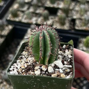 Euphorbia Horrida Boiss Plant - Rare Cactus Succulent - 3'' Pot - Live Plant