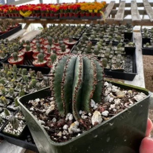 Euphorbia Horrida Boiss Plant - Rare Cactus Succulent - 3'' Pot - Live Plant