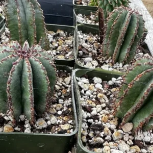 Euphorbia Horrida Boiss Plant - Rare Cactus Succulent - 3'' Pot - Live Plant