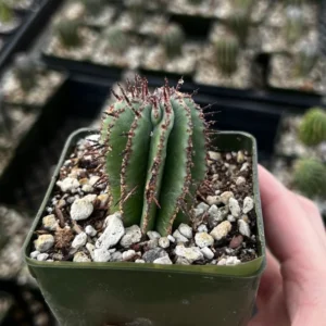 Euphorbia Horrida Boiss Plant - Rare Cactus Succulent - 3'' Pot - Live Plant