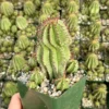 Euphorbia Horrida Boiss - Rare Succulent Plant - 4 inch Pot - Unusual Texture