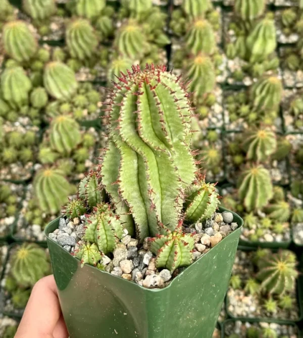 Euphorbia Horrida Boiss - Rare Succulent Plant - 4 inch Pot - Unusual Texture