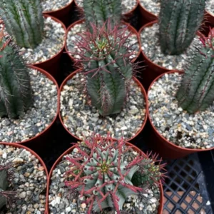 Euphorbia Horrida Boiss - Rare Succulent Plant - 4 inch Pot - Unusual Texture