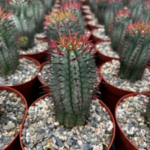 Euphorbia Horrida Boiss - Rare Succulent Plant - 4 inch Pot - Unusual Texture