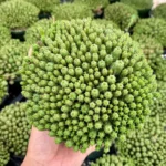 Euphorbia Monstrose Succulent - Live Plant in 4 inch Pot - Unique Cactus Cluster