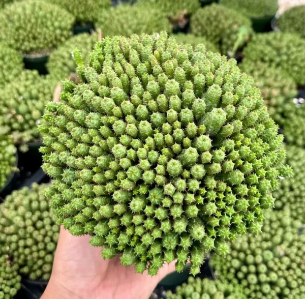 Euphorbia Monstrose Succulent - Live Plant in 4 inch Pot - Unique Cactus Cluster