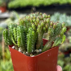 Euphorbia Monstrose Succulent - Live Plant in 4 inch Pot - Unique Cactus Cluster