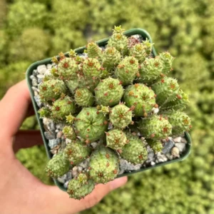 Euphorbia Monstrose Succulent - Live Plant in 4 inch Pot - Unique Cactus Cluster