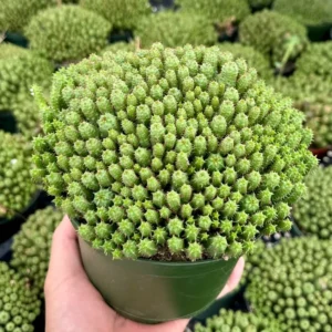 Euphorbia Monstrose Succulent - Live Plant in 4 inch Pot - Unique Cactus Cluster