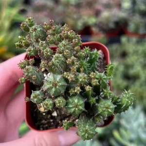 Euphorbia Monstrose Succulent - Live Plant in 4 inch Pot - Unique Cactus Cluster