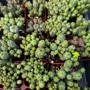 Euphorbia Monstrose Succulent - Live Plant in 4 inch Pot - Unique Cactus Cluster