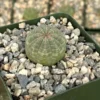 Euphorbia Obesa Baseball Plant - Rare Live Succulent - 3 inch Pot