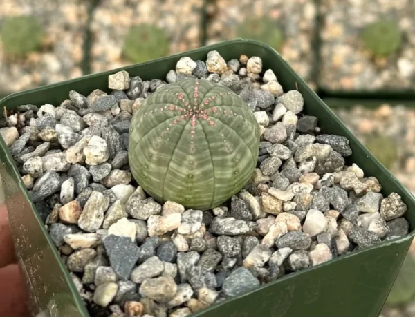 Euphorbia Obesa Baseball Plant - Rare Live Succulent - 3 inch Pot