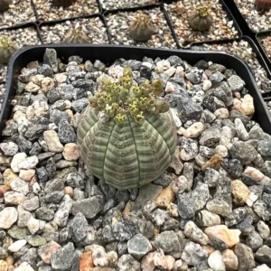 Euphorbia Obesa Baseball Plant - Rare Live Succulent - 3 inch Pot
