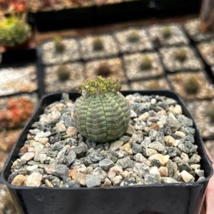 Euphorbia Obesa Baseball Plant - Rare Live Succulent - 3 inch Pot