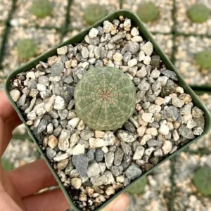 Euphorbia Obesa Baseball Plant - Rare Live Succulent - 3 inch Pot