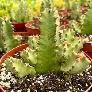 Euphorbia Resinifera Live Plant - Resin Spurge Rare Succulent - 6
