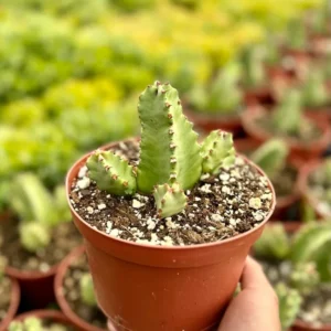 Euphorbia Resinifera Live Plant - Resin Spurge Rare Succulent - 6" Pot