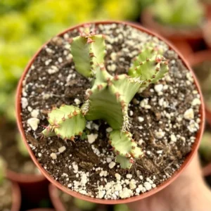 Euphorbia Resinifera Live Plant - Resin Spurge Rare Succulent - 6