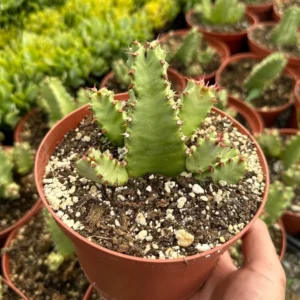 Euphorbia Resinifera Live Plant - Resin Spurge Rare Succulent - 6