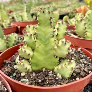 Euphorbia Resinifera Live Plant - Resin Spurge Rare Succulent - 6