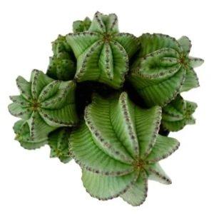 Euphorbia anoplia Tanzanian Zipper Plant Cactus - 2.5 inch Potted Cacti