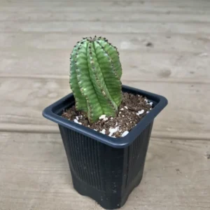 Euphorbia anoplia Tanzanian Zipper Plant Cactus - 2.5 inch Potted Cacti