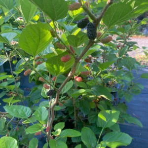 Everbear Mulberry Tree - 1 Gallon - 3 Feet Tall - Delicious Berries - Easy to Grow - Not Ship CA
