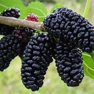 Everbear Mulberry Tree - 1 Gallon - 3 Feet Tall - Delicious Berries - Easy to Grow - Not Ship CA