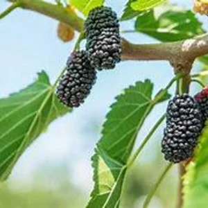 Everbear Mulberry Tree - 1 Gallon - 3 Feet Tall - Delicious Berries - Easy to Grow - Not Ship CA