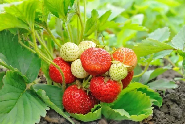 Everbearing Strawberry Plants - 10 Ozark Beauty Strawberry Plants for Your Garden