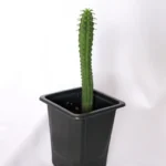Eve's Pin Cactus Austrocylindropuntia Subulata - 2" Potted Plant - Unique Succulent