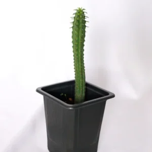 Eve's Pin Cactus Austrocylindropuntia Subulata - 2