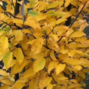 American Hornbeam Tree - 6-12 Inch Potted Carpinus Caroliniana Plant