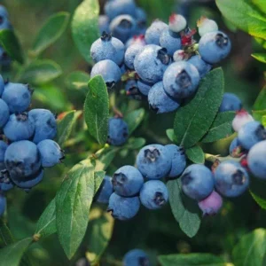 North Country Blueberry Plant - Half-High Bush, 1 Quart, Bare Root, 10-12 inch - Buy 4 Get 1 Free